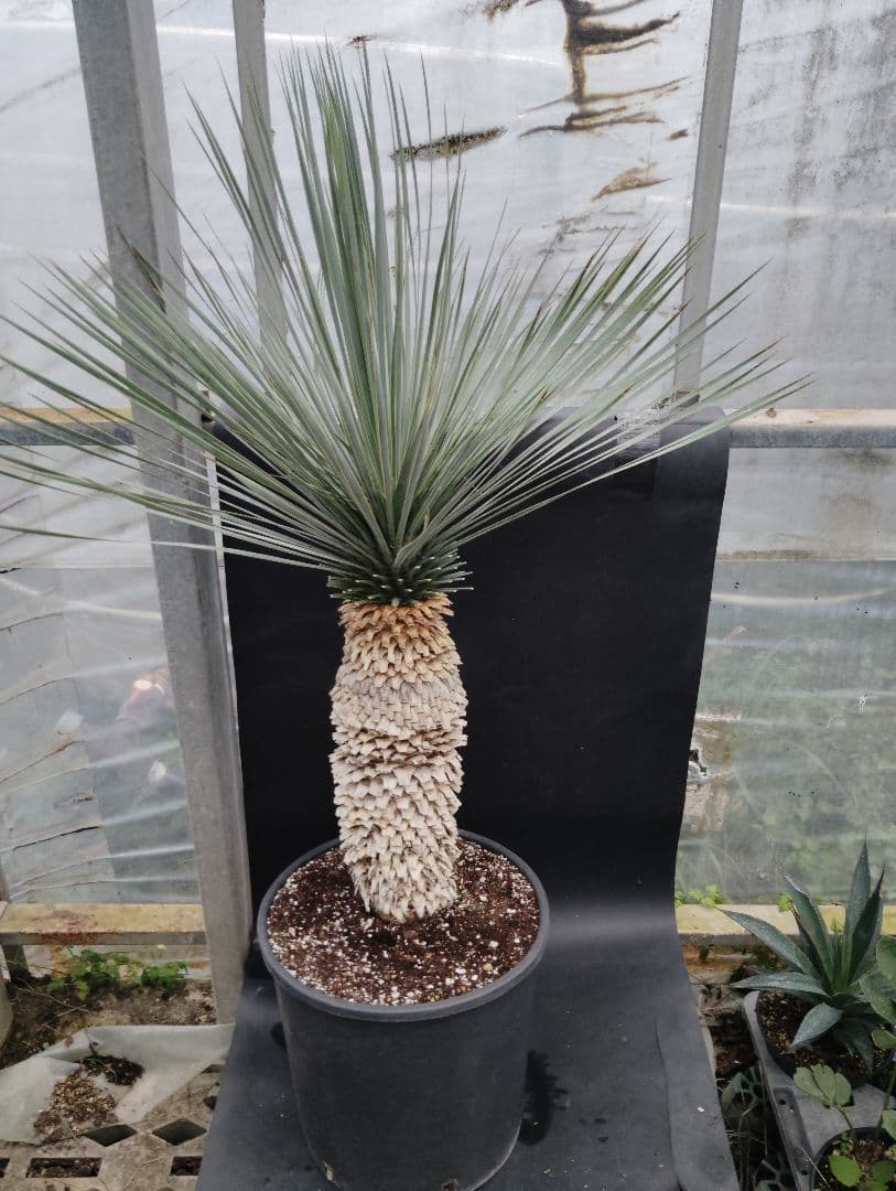 ユッカ　ロストラータ　ブルーベルベット　大株　幹立ち