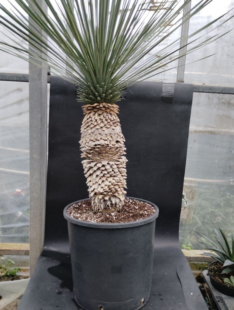 ユッカ　ロストラータ　ブルーベルベット　大株　幹立ち