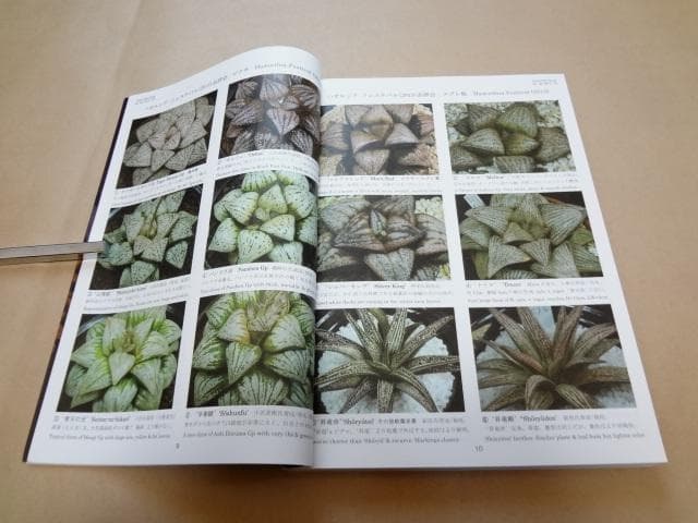 ★ ハオルシア品種名総覧 日本ハオルシア協会 ★