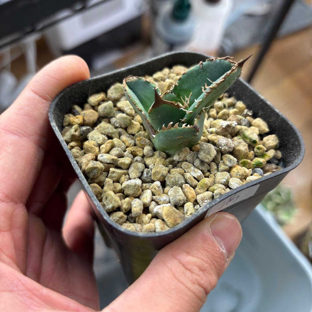 たかまる様確認用ページ