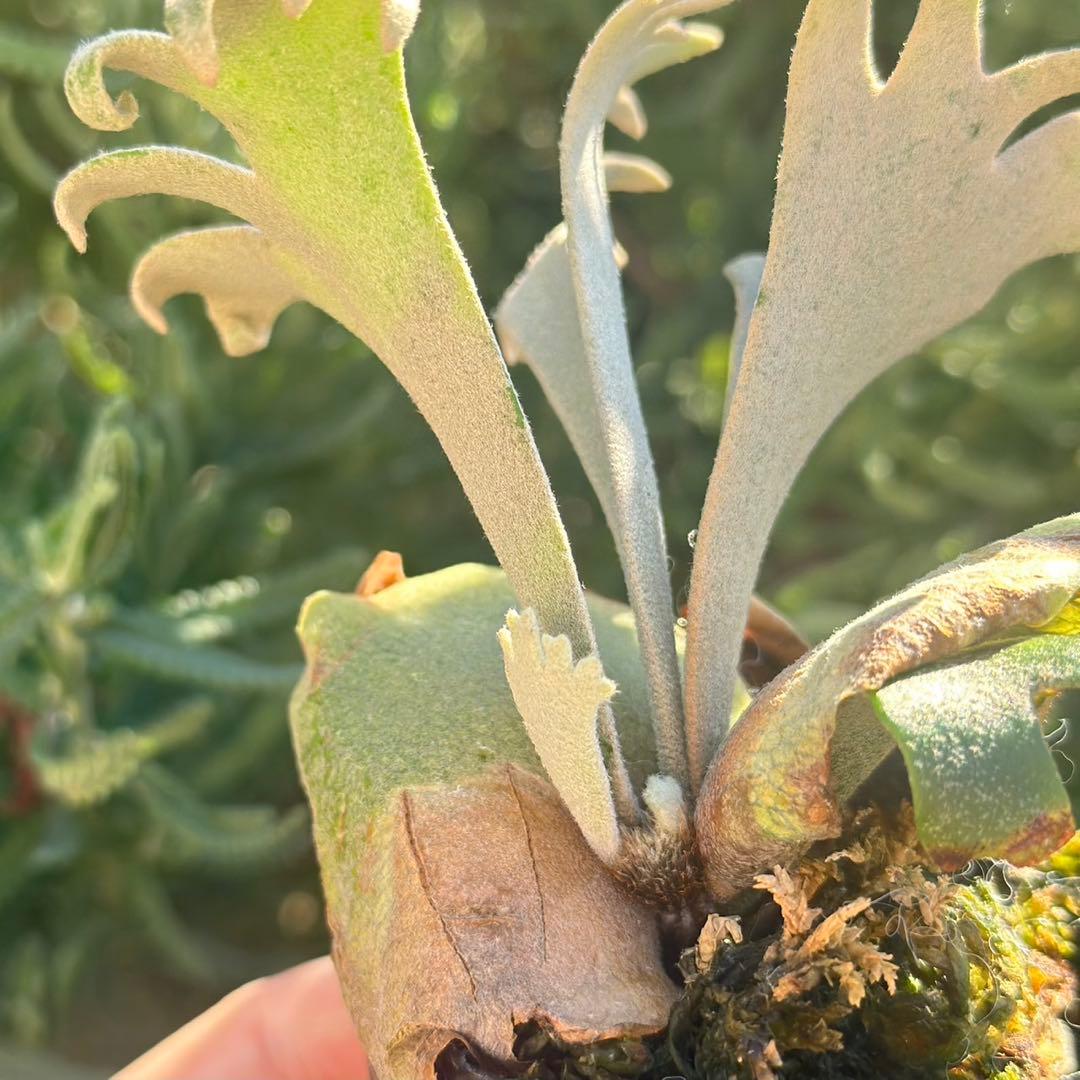 Yellow moon dwarf ’totoro’ spore 418