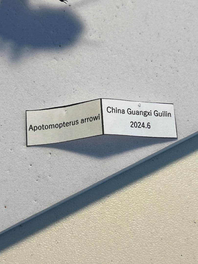 【40mm】アロウトゲオサムシ エリスカブリモドキ オサムシ標本 オサムシ