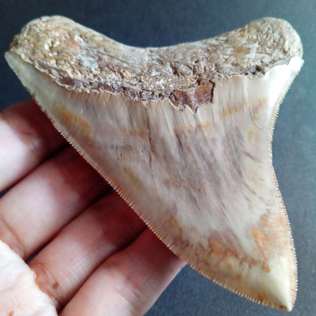 サメの歯化石　インドネシア　 メガロドン