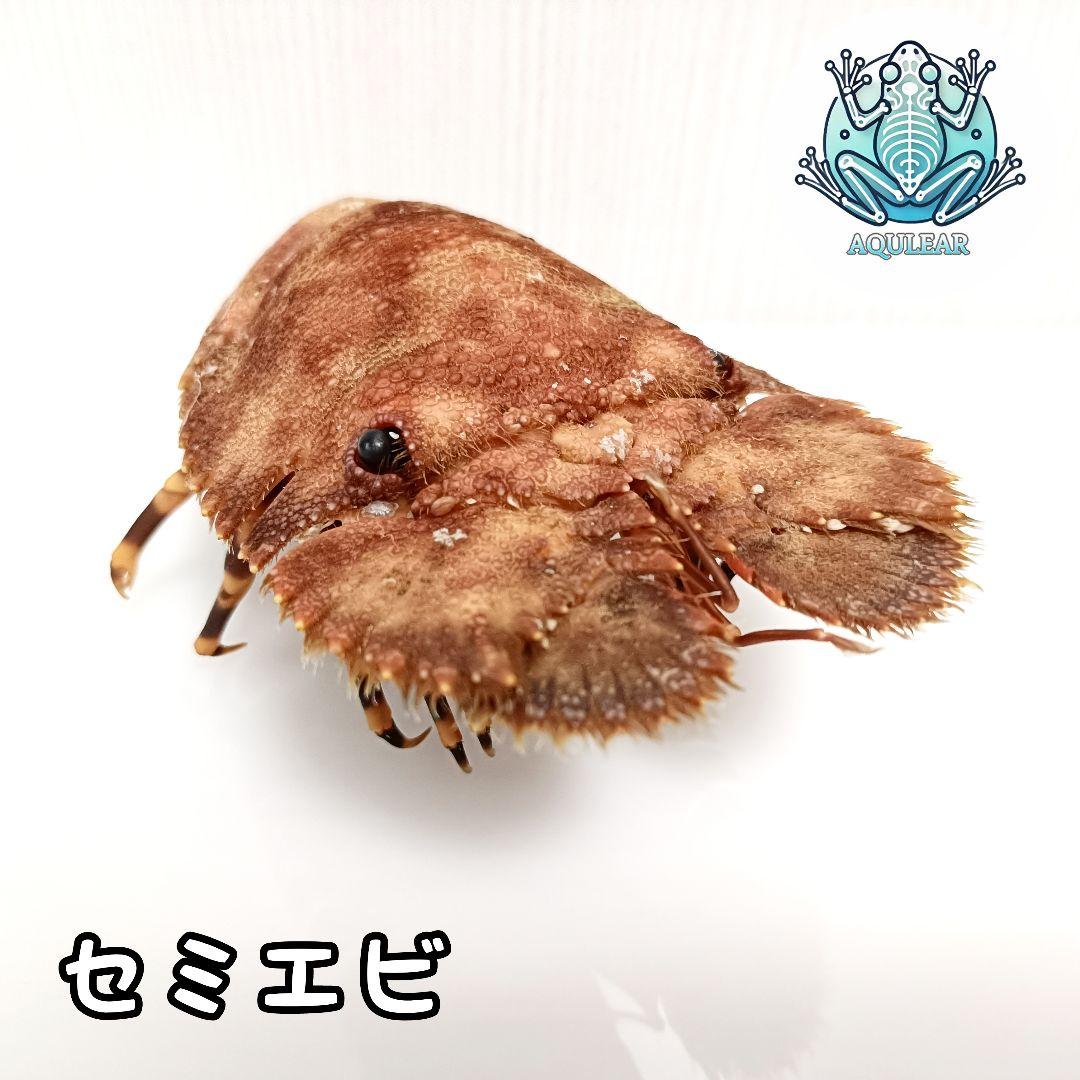 極美品【1点物】セミエビ 乾燥標本 色彩保存標本 関節可動