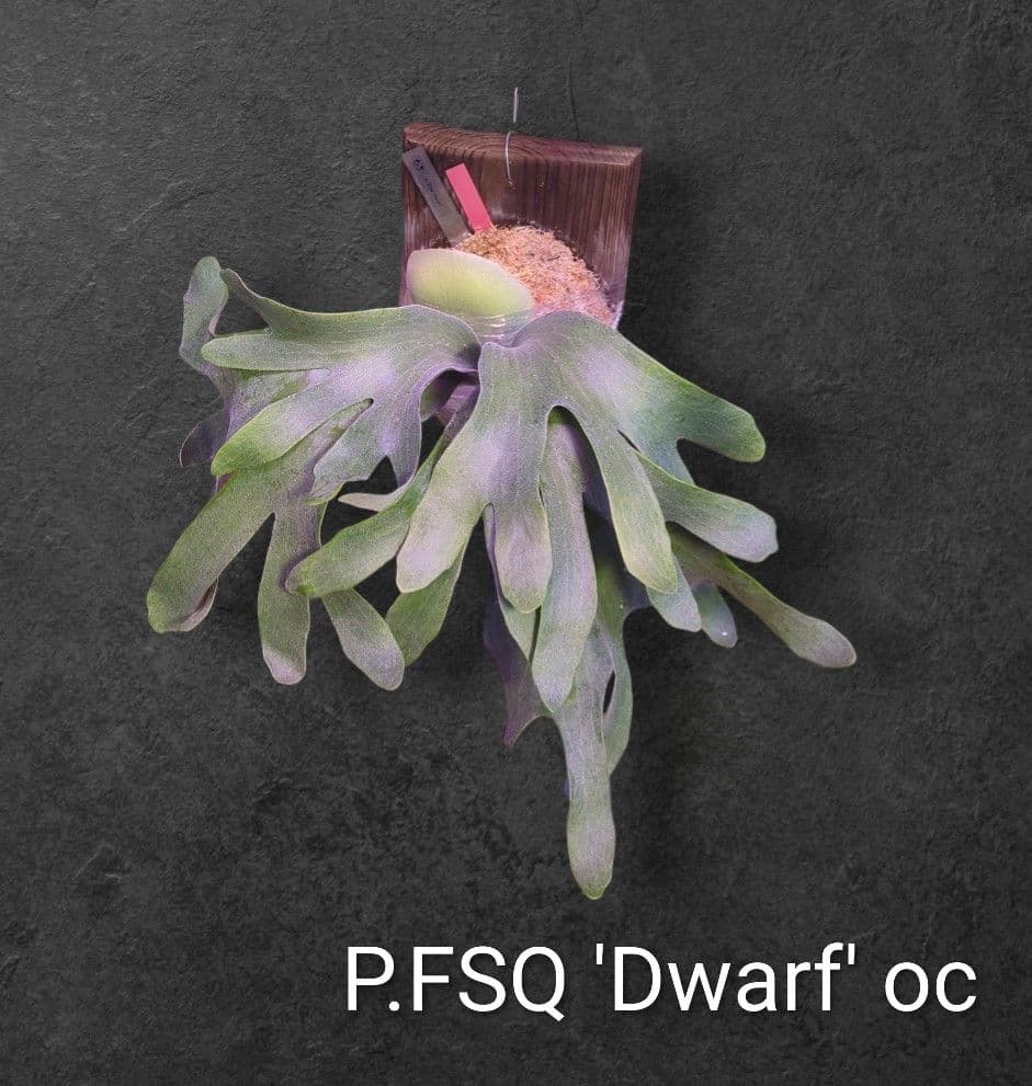 わ*ち様 【1株限定出品】P.FSQ 'Dwarf' oc/ビカクシダ