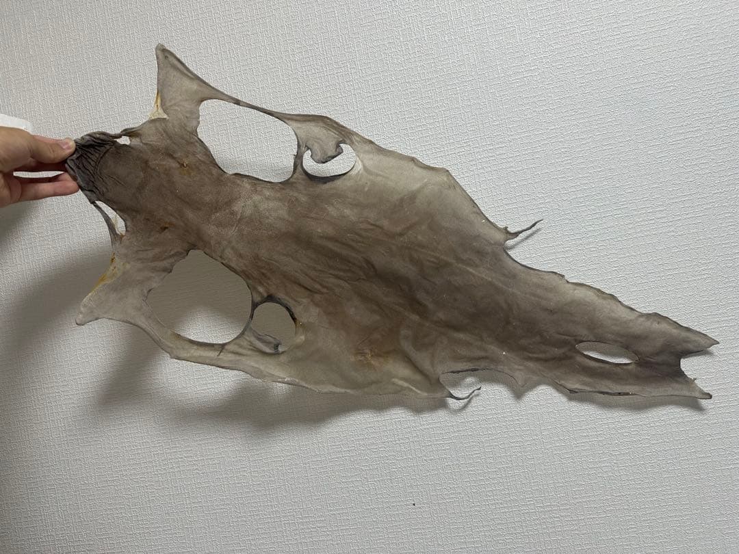 カグラザメ 全身 皮