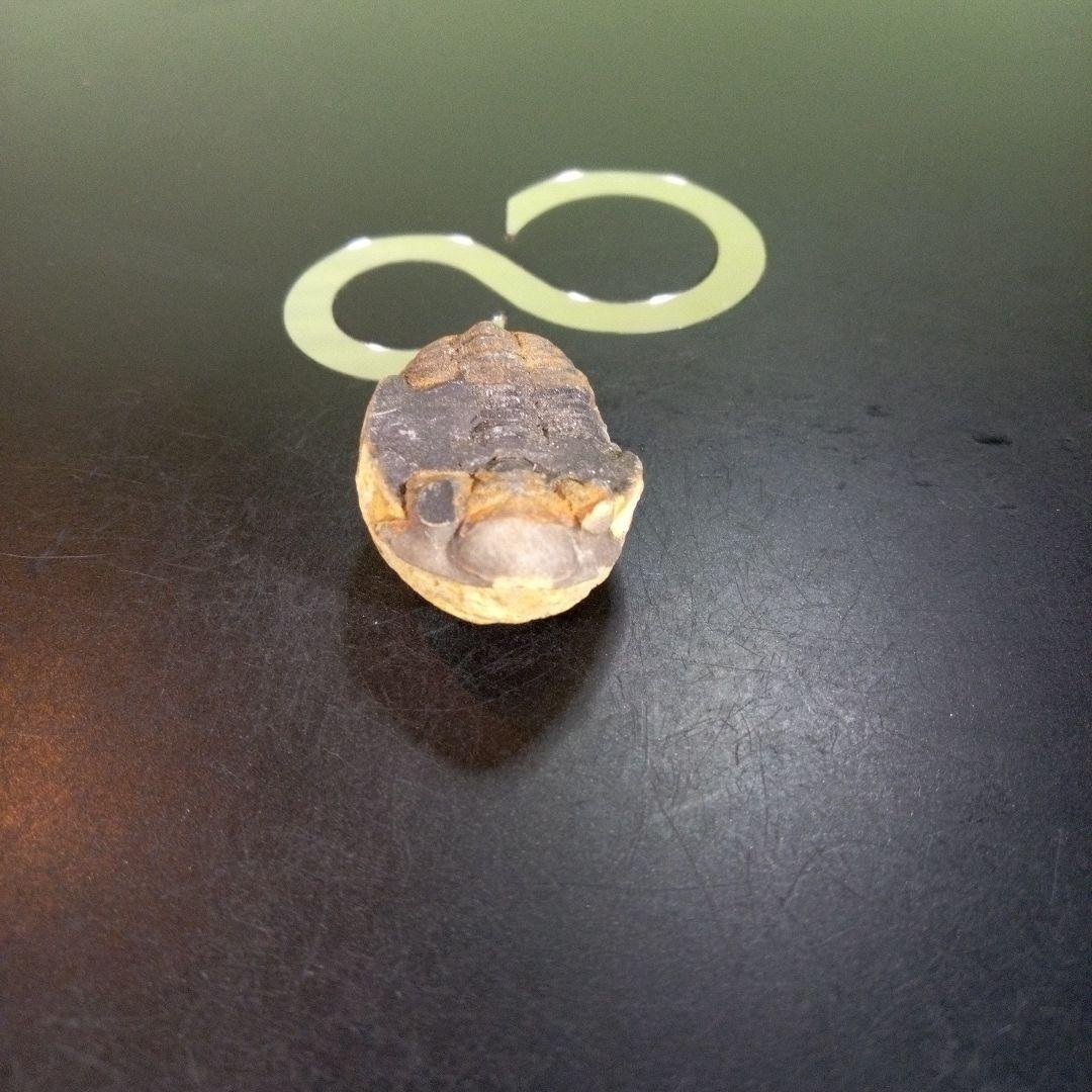 三葉虫　化石　fossil　ボリビア産　trilobite　南アメリカ化石郡②