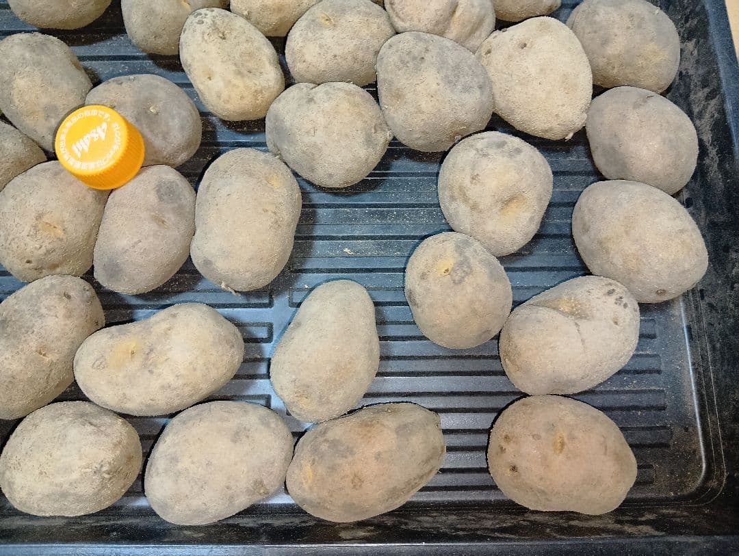 10kg m134 インカのめざめ 種芋