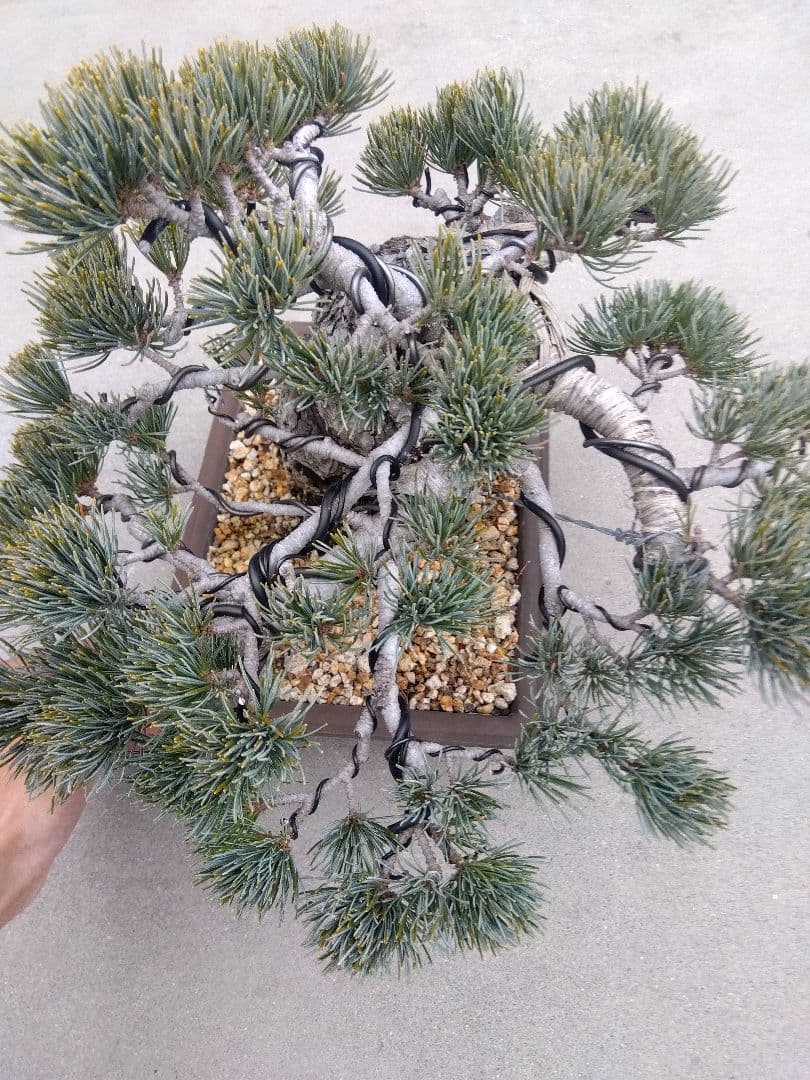 五葉松　盆栽　極太❗良樹形❗8号陶器鉢つき　ゆ