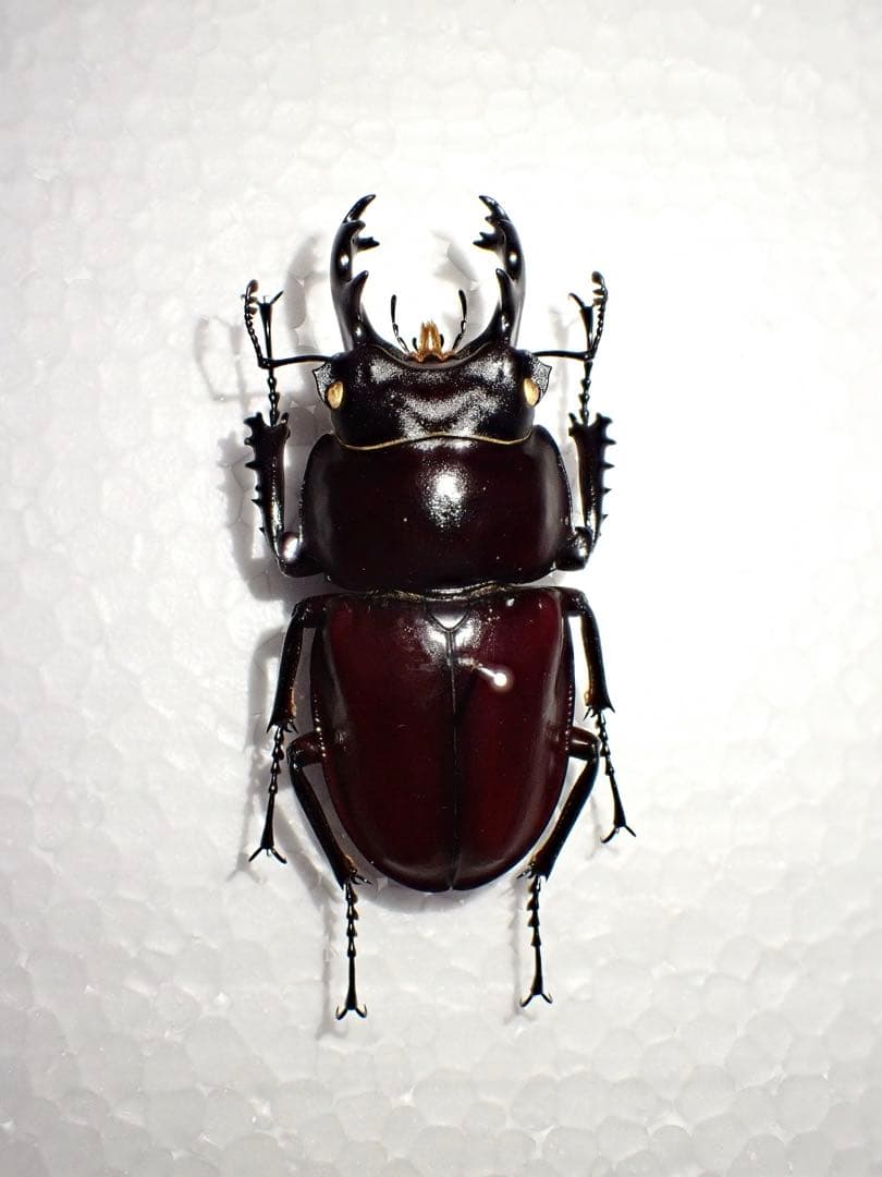 【標本】ヤエヤママルバネクワガタ　西表島産　61.3ミリ　飼育品