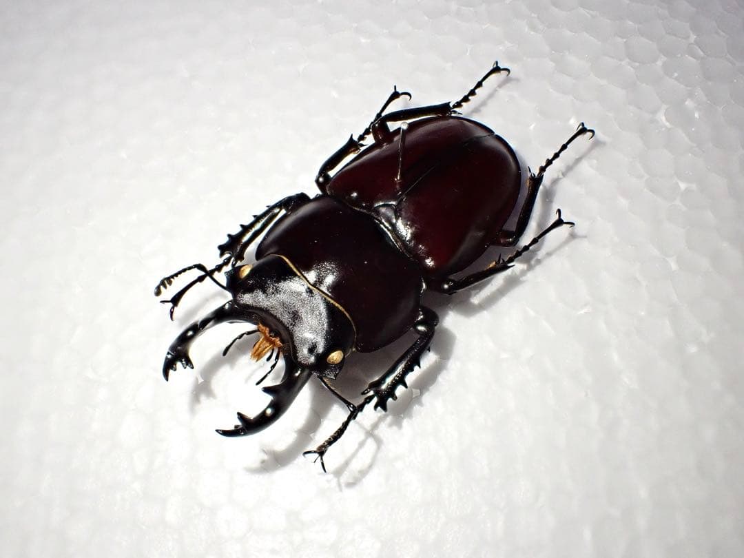 【標本】ヤエヤママルバネクワガタ　西表島産　61.3ミリ　飼育品