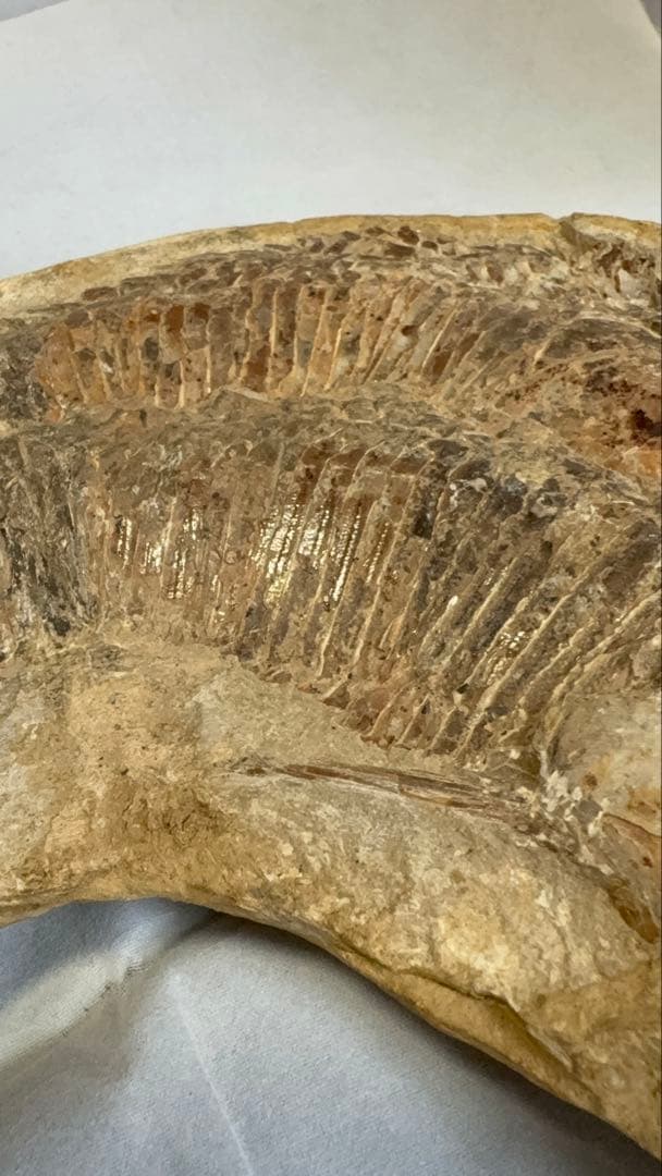 【白亜紀・本物】古代魚の化石 1139g 全身 18cm 鱗まで鮮明