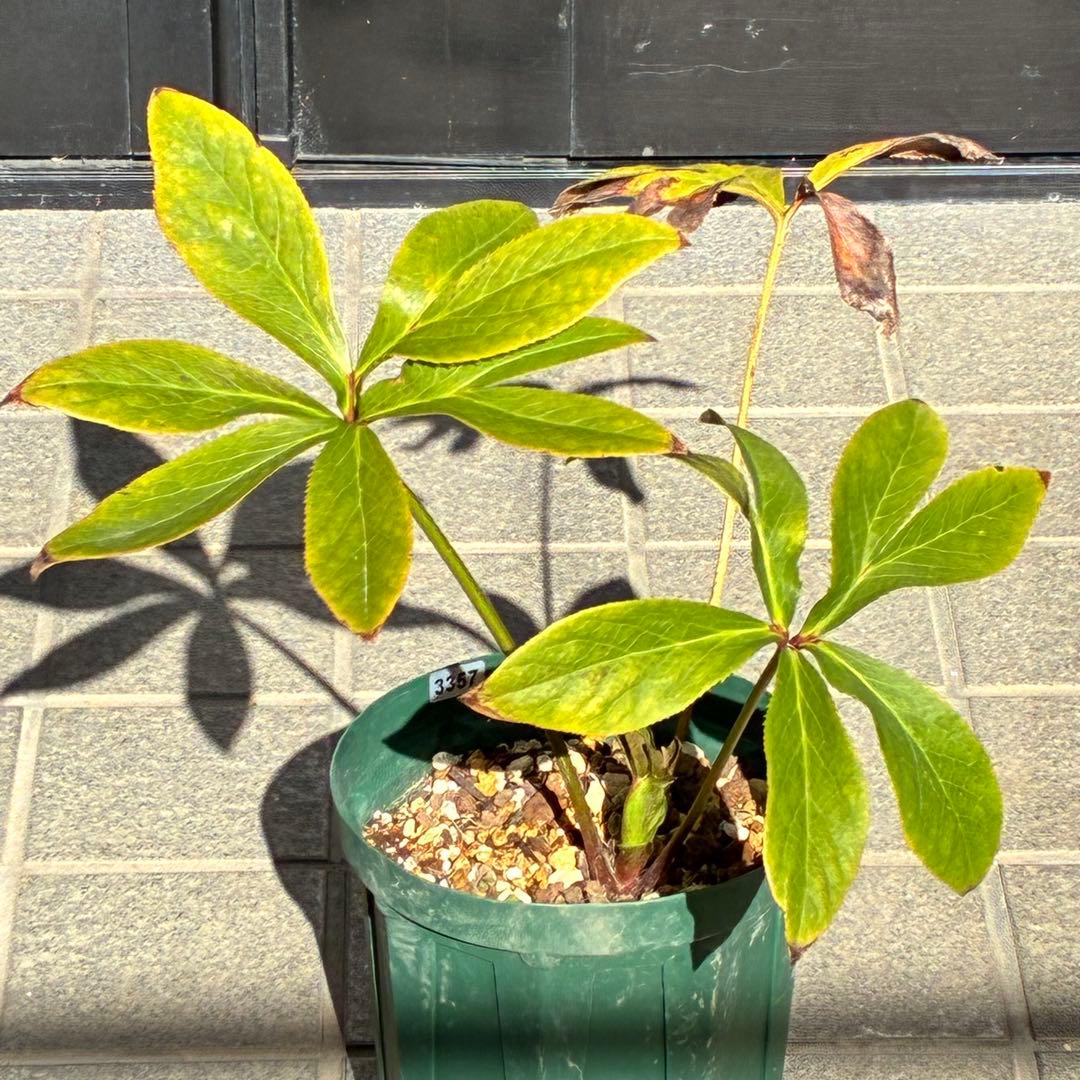 ヒ*イ様 ☘️限定1株☘️未株分け☘️蕾付き☘️3357⭐️アンティークドレスの