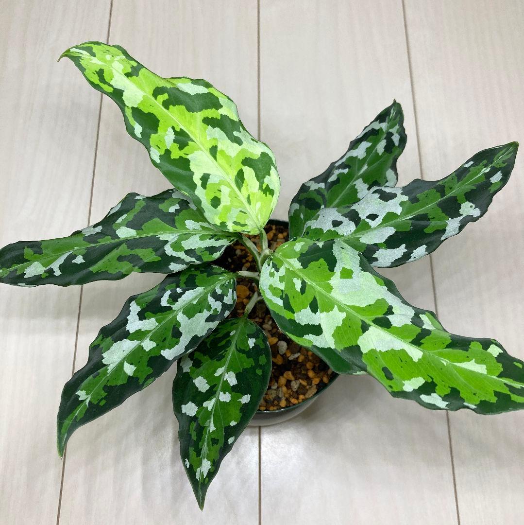 アグラオネマ　ピクタム　アンダマン　[ID便]