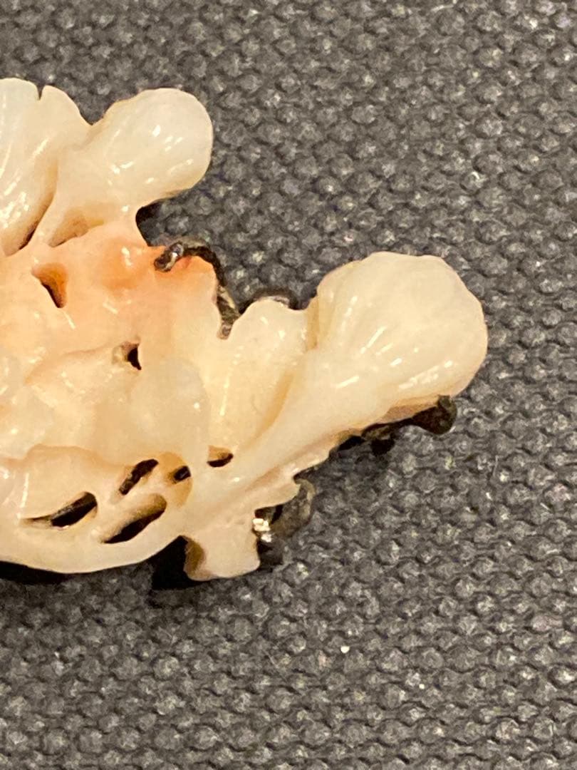 【激レア】本珊瑚　帯留　希少