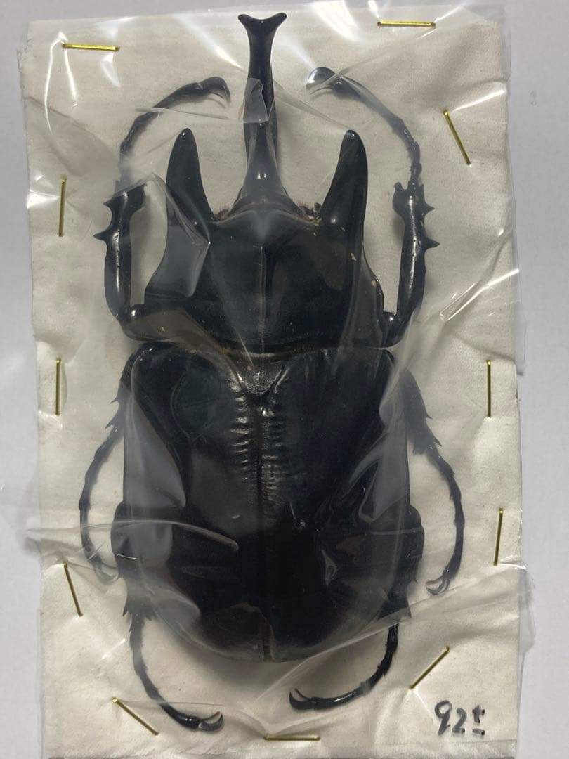 エクアドル産レックスゾウカブトペア標本