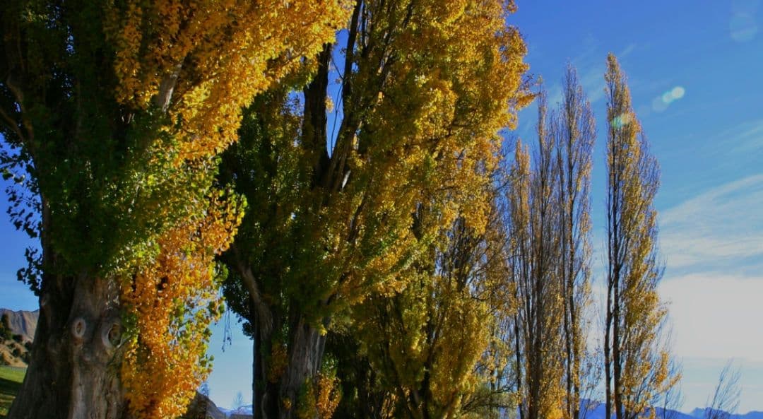 CANON　EOS　KissX　ダブルレンズ　超望遠　初心者　一眼レフ　キャノン