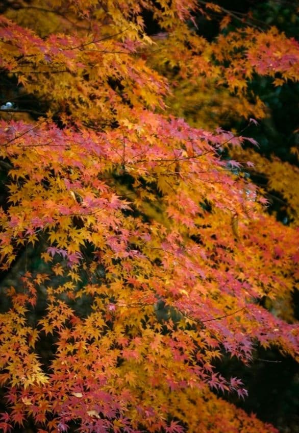 CANON　EOS　KissX　ダブルレンズ　超望遠　初心者　一眼レフ　キャノン