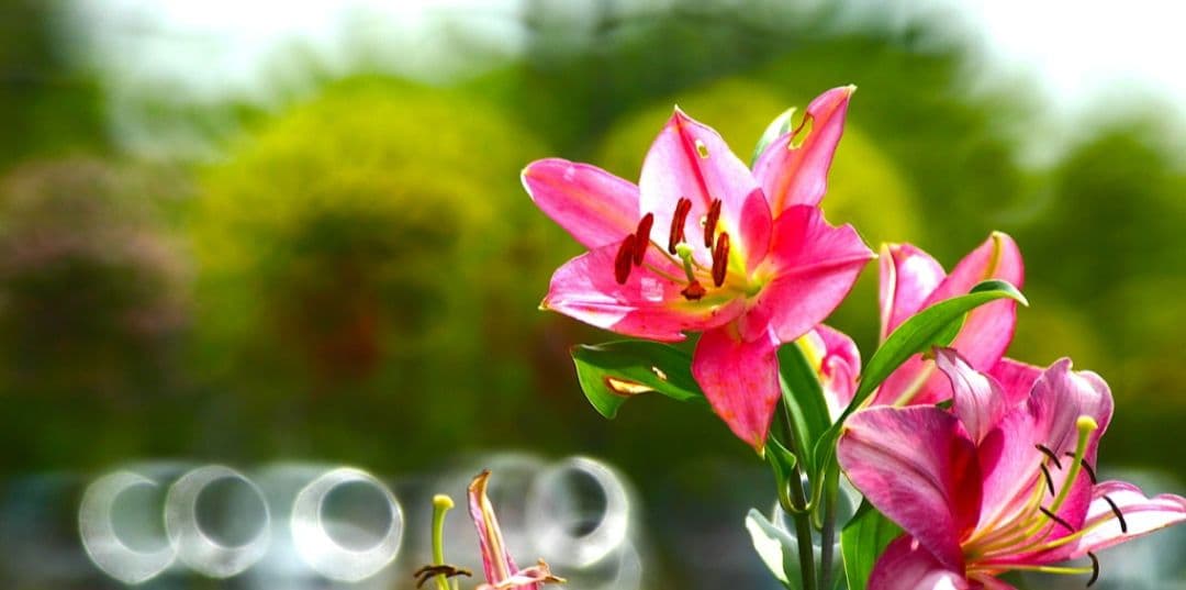 CANON　EOS　KissX　ダブルレンズ　超望遠　初心者　一眼レフ　キャノン