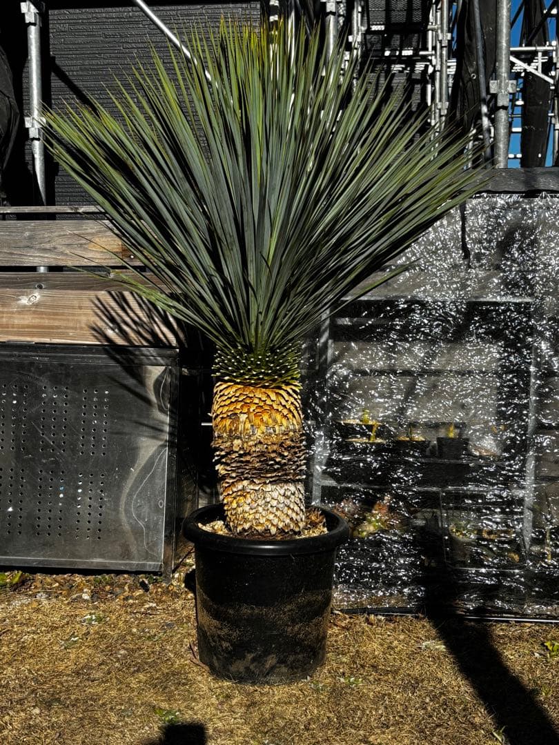 いぬ　太株　ユッカロストラータ　ブルーサンダー　タグ付き