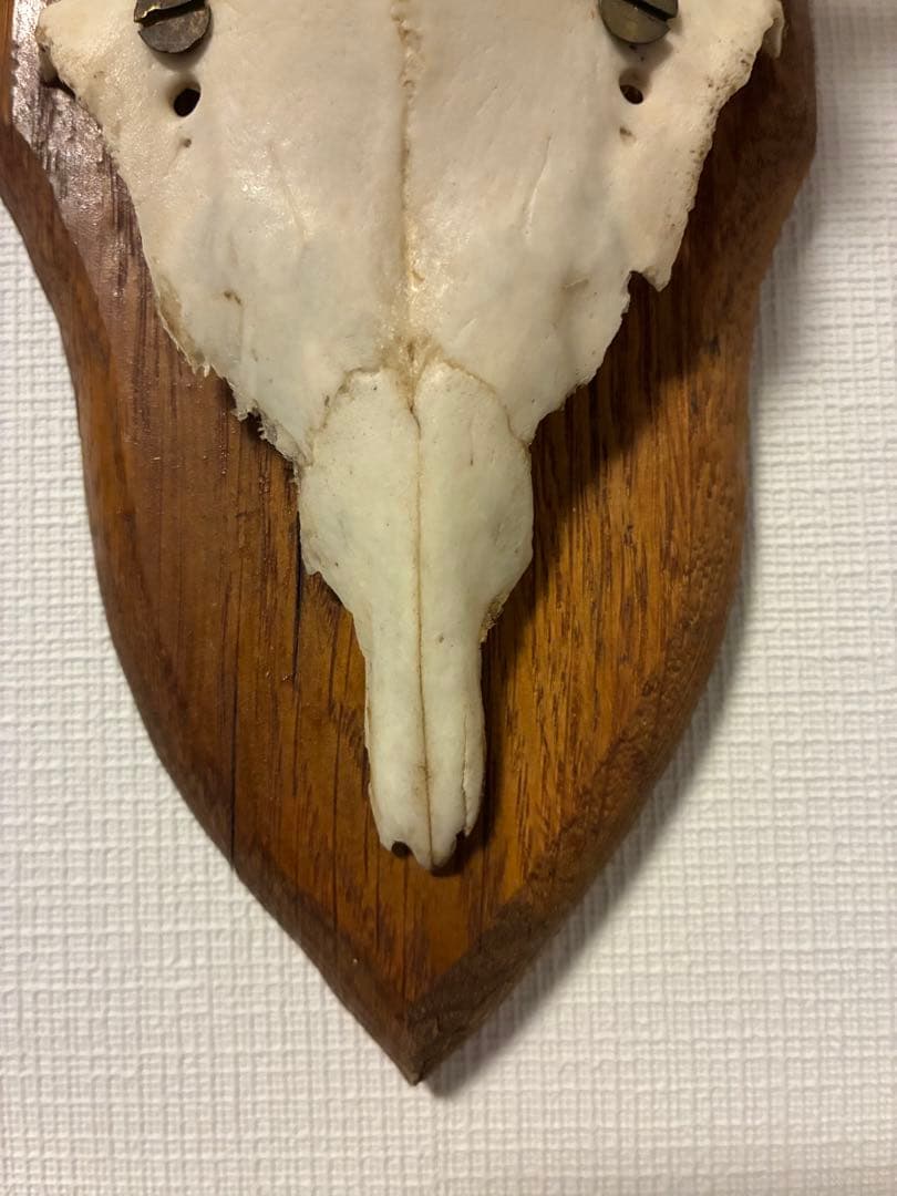 ブロカント アンティーク ハンティングトロフィー 鹿角 オブジェ