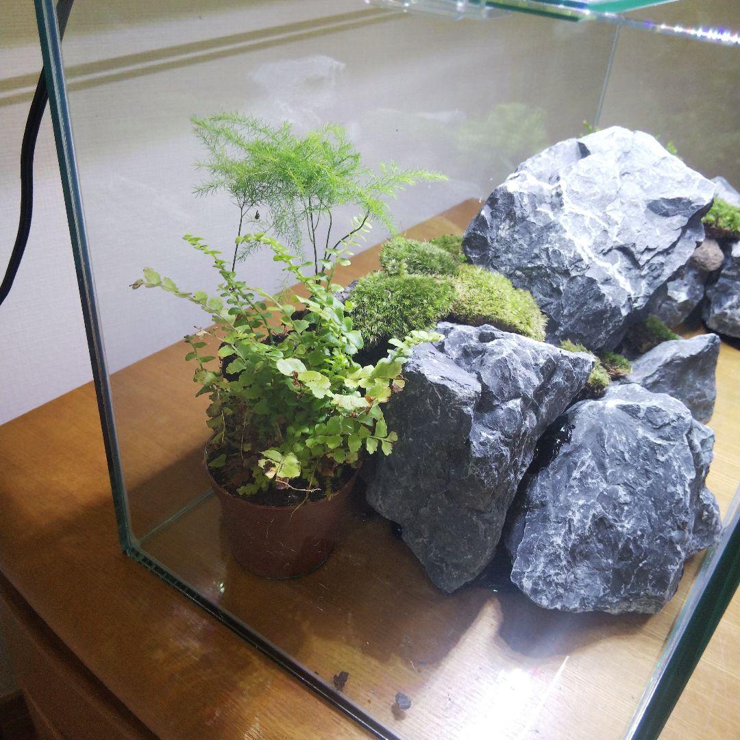 【完成品】アクアテラリウム　イモリウム　苔テラリウム