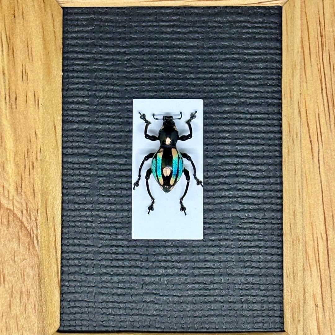 青と黄のグラデーションが美しいゾウムシ【標本】