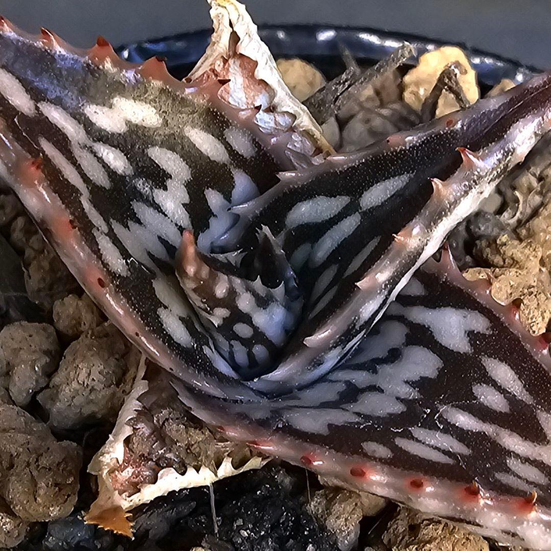 メルカリ便発送☆アロエ スモークモニター(4枚目からが商品画像です)