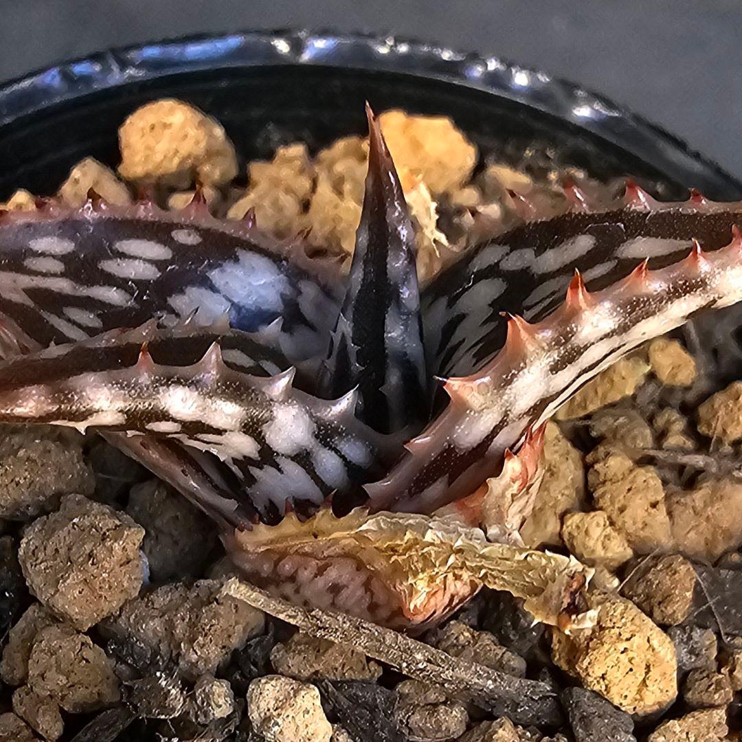 メルカリ便発送☆アロエ スモークモニター(4枚目からが商品画像です)