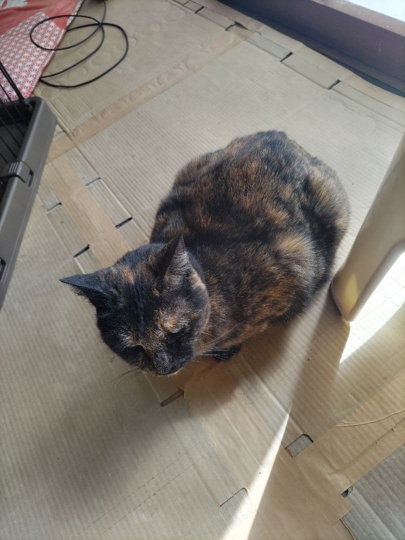 アイリス　IRIS ペットケージ 2段タイプ PEC-902 猫用