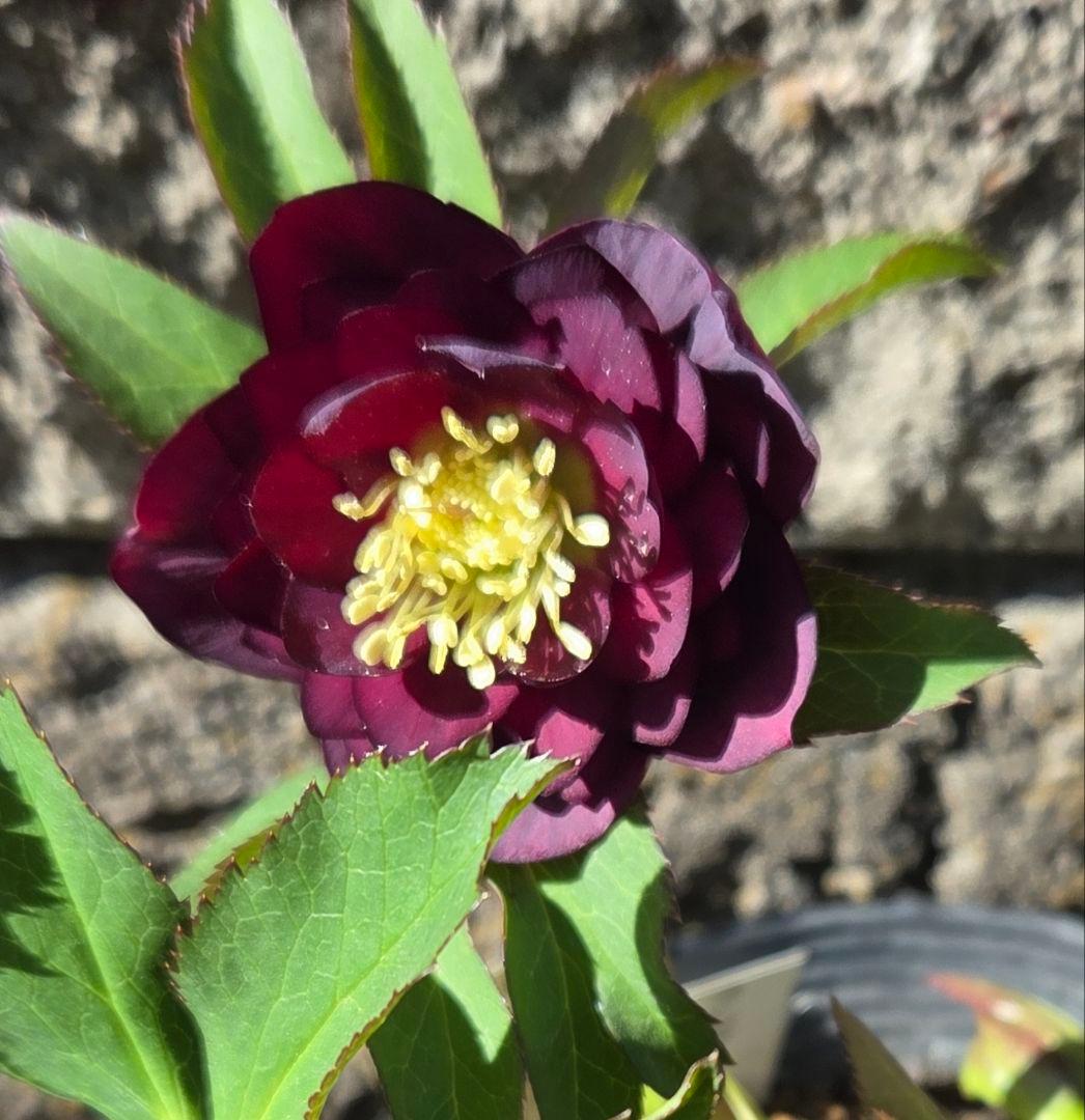 クリスマスローズ　フレグランス認定