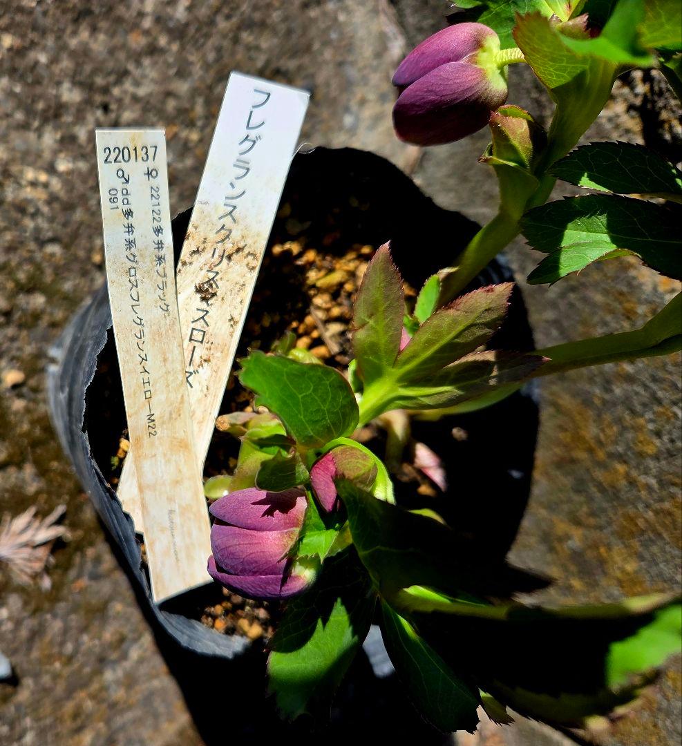 クリスマスローズ　フレグランス認定