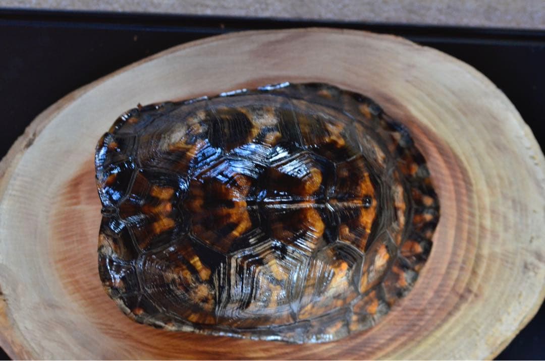 トウブハコガメ骨格標本(甲羅)ブラック系　剥製　爬虫類