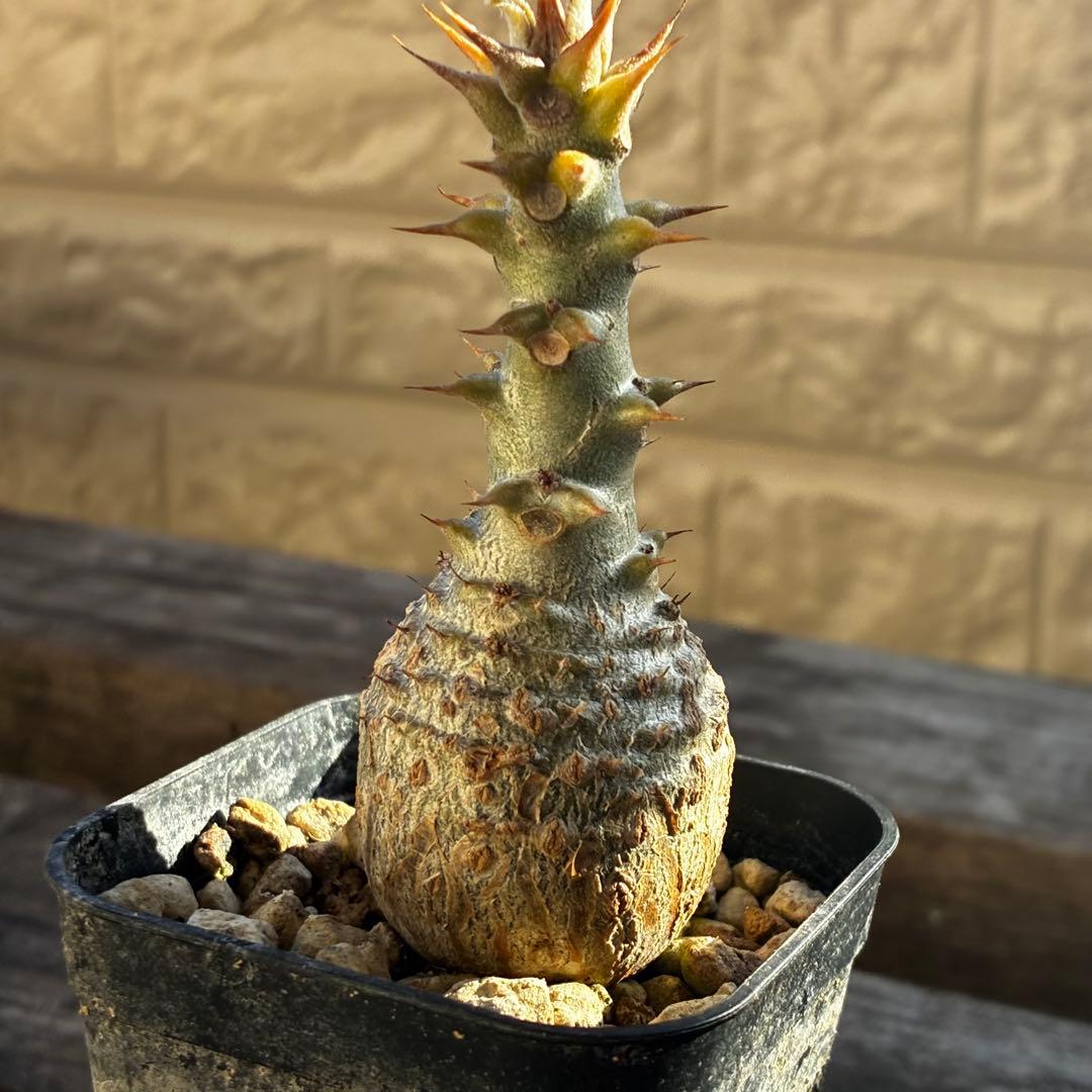 パキポディウム　ウィンゾリー　国内実生　鉢のまま発送　太め