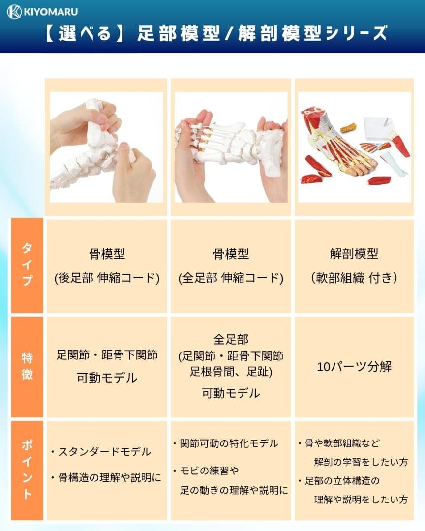 足部解剖模型 軟部組織付き 人体模型 足関節 10パーツ 等身大 足骨模型