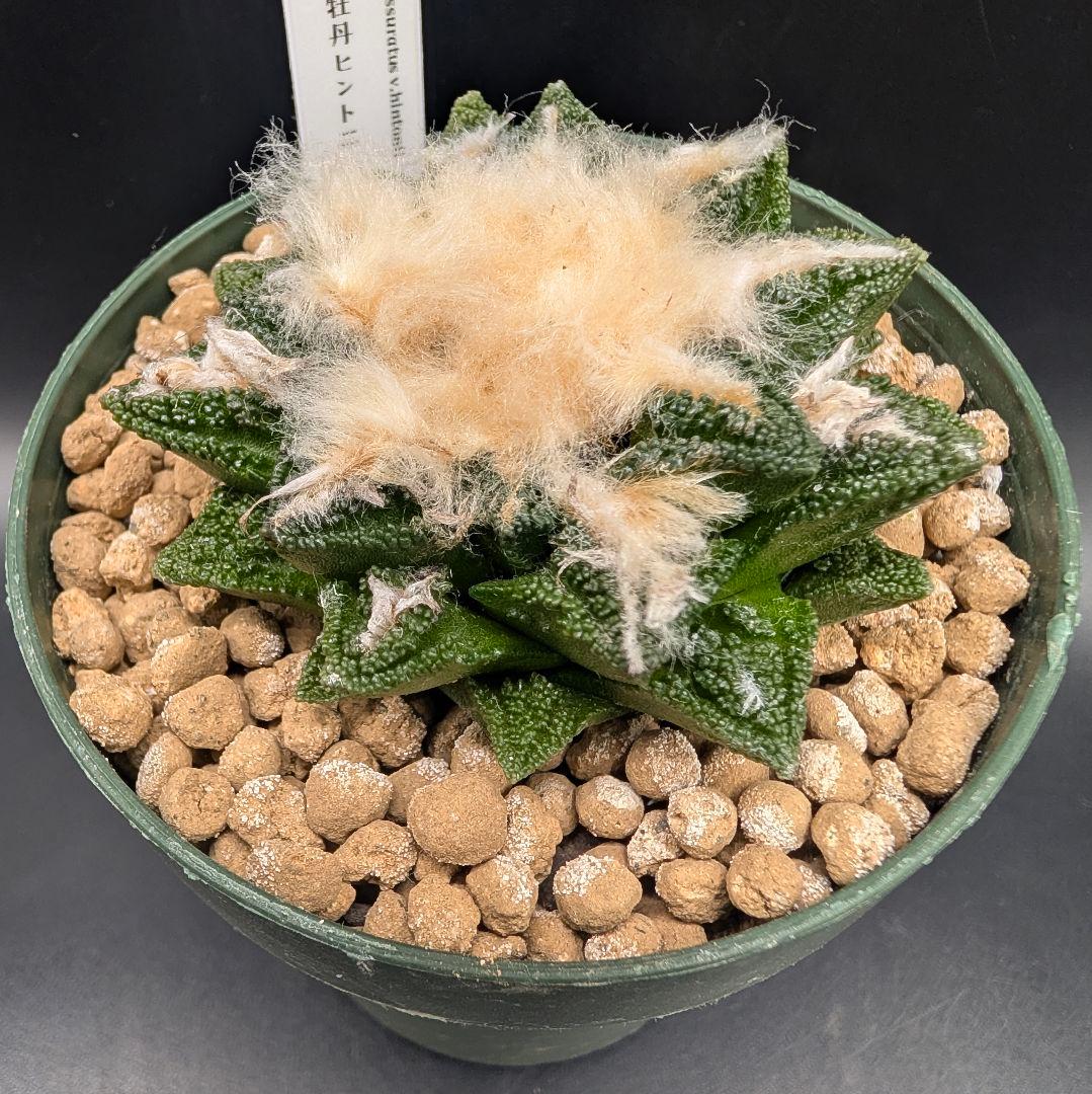 サ*生様 亀甲牡丹ヒントニー 国内実生 鉢植え メルカリ便送料込み