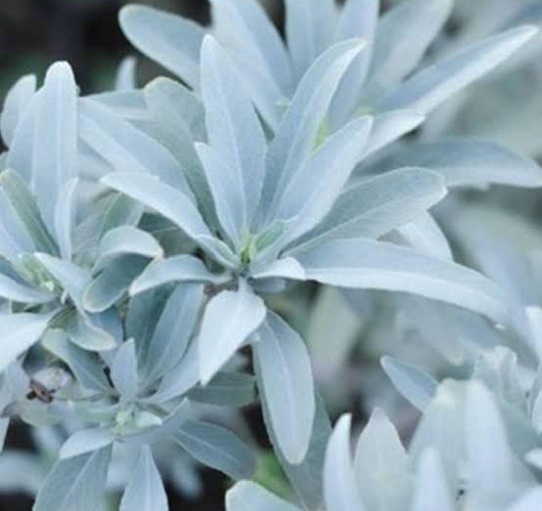 激安価格☆無農薬ホワイトセージ枝付きクラスター1kg箱入りお香浄化業務用価額