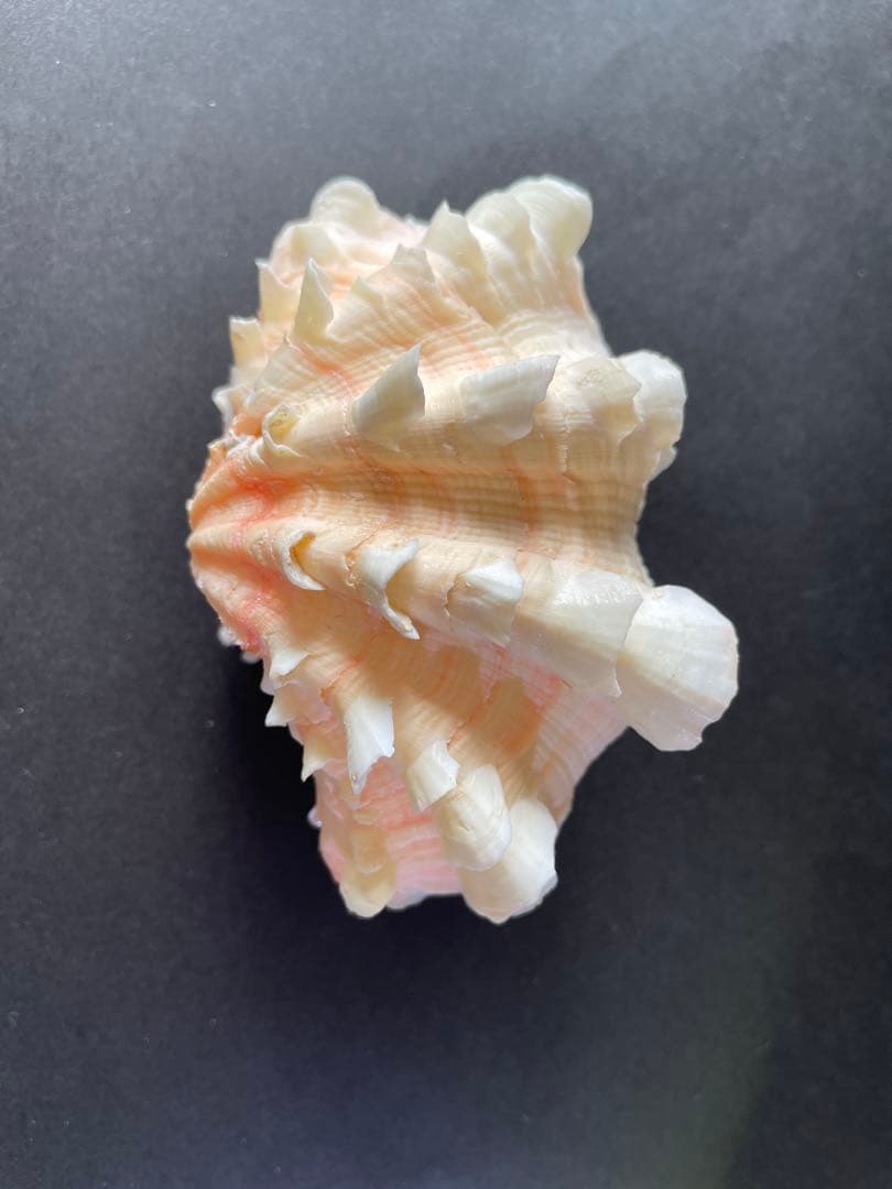 【極美品】天然 貝殻 5点豪華セット（オウムガイ・ホネガイ・シノマキガイ他）