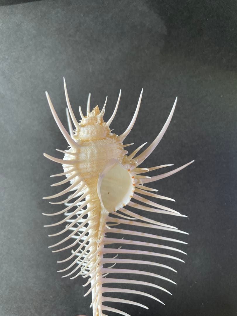 【極美品】天然 貝殻 5点豪華セット（オウムガイ・ホネガイ・シノマキガイ他）