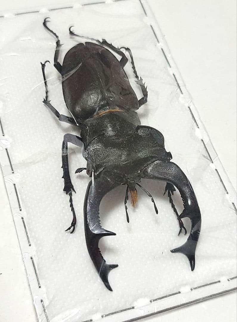 野外品　ケルブスミヤマ　クワガタ 標本