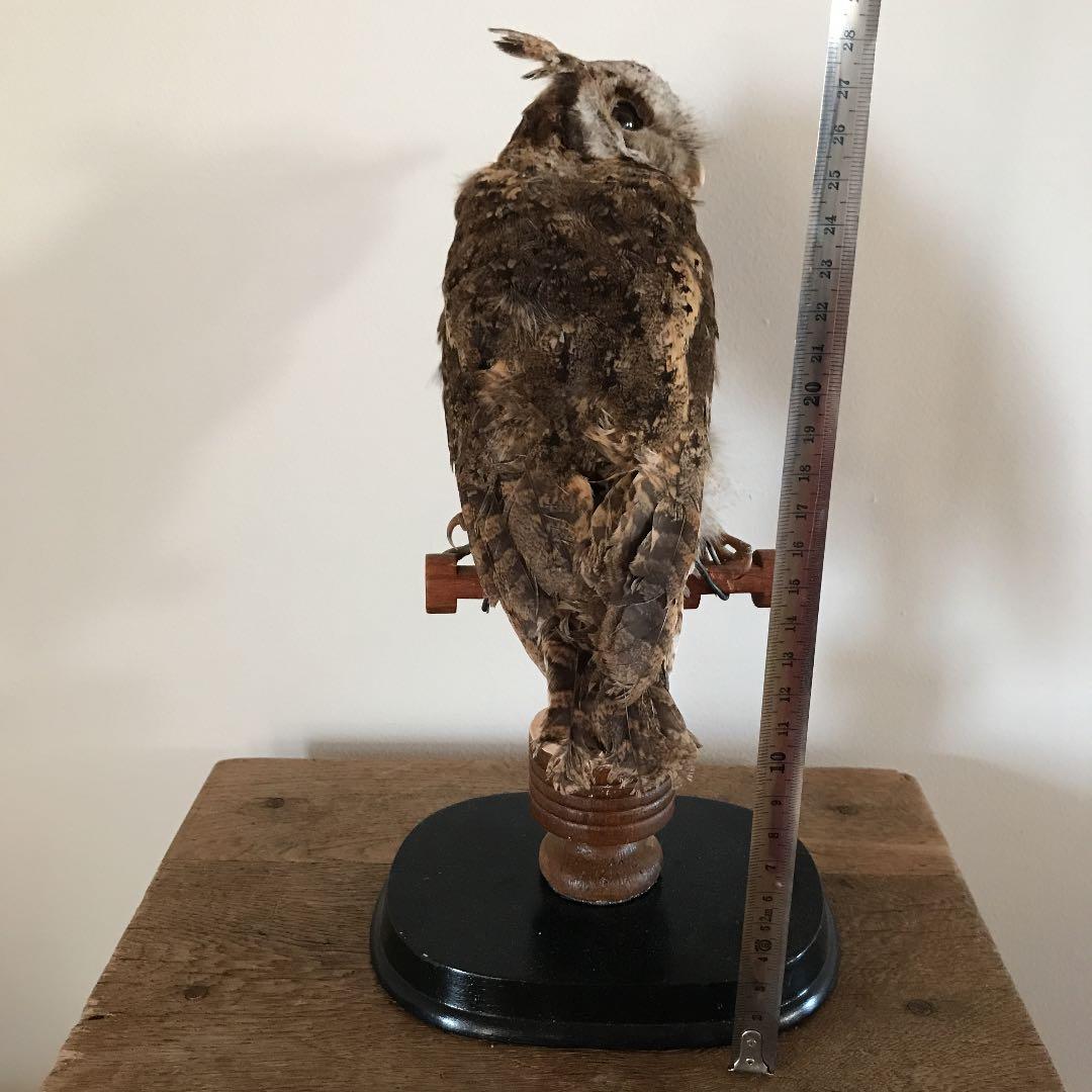 ビンテージ アンティーク　アトリエ　鳥オブジェ　レトロ　理科室