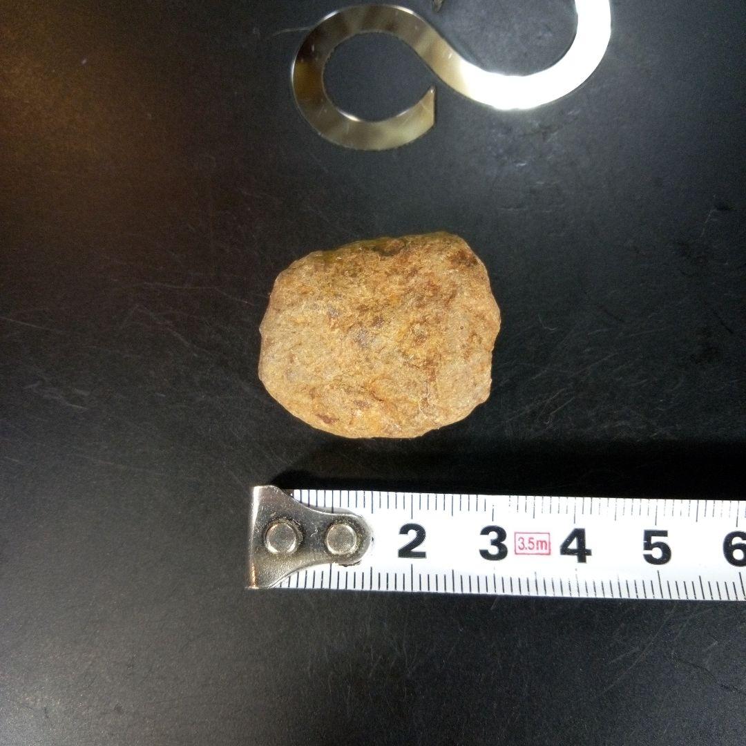 三葉虫　南米産　化石　fossil　ボリビア産　trilobite　南米化石郡③