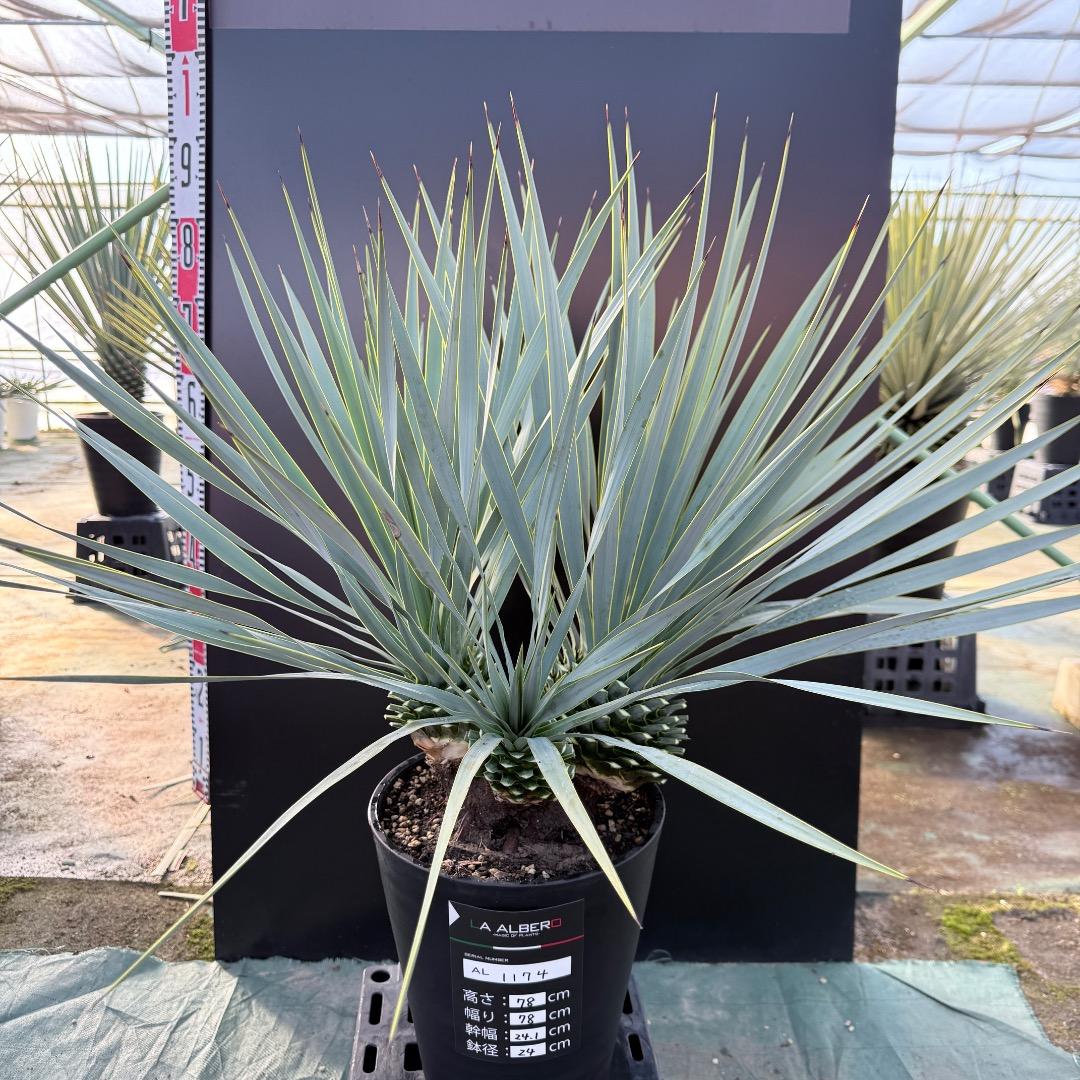 【AL1174】ユッカ　ロストラータ　トリプルヘッド