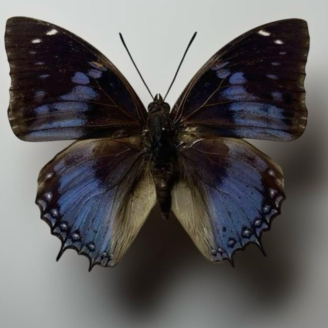 蝶標本ルリモンフタオ超美麗