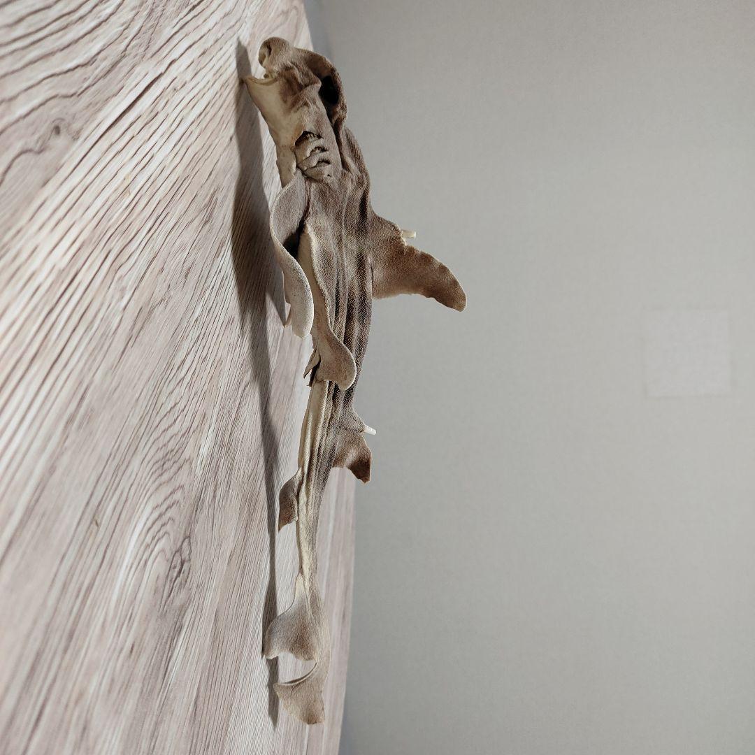 ネコザメ乾燥標本