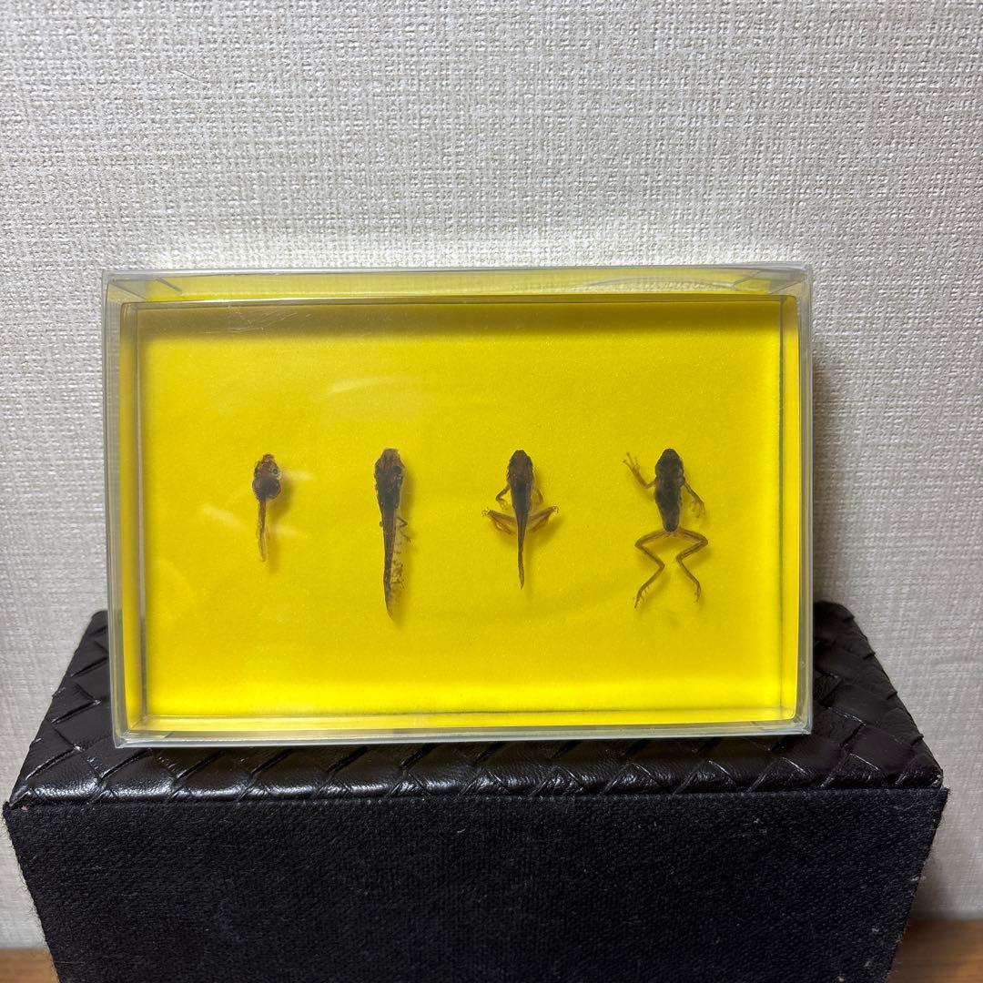 オタマジャクシ標本 4体セット　カエル　おたまじゃくし　変態　標本　レジン