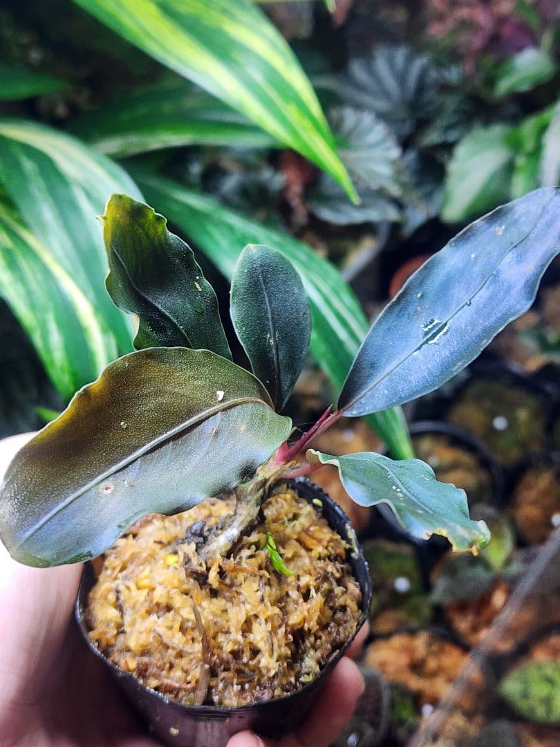 ムネオ様 リクエスト 2点 まとめ商品