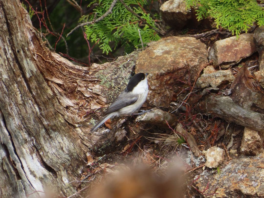 Canon PowerShot SX740 HS 使用イメージ付き