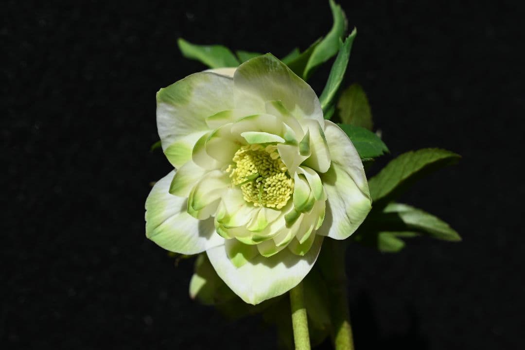 クリスマスローズ　最新花　ddグリーンリップ　加藤農園