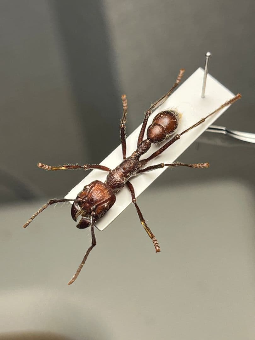 【24mm】パラポネラ アシナガアリ 標本いきもの大図鑑 蟻 クロオオアリ